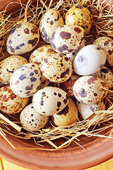 Image showing raw guail eggs