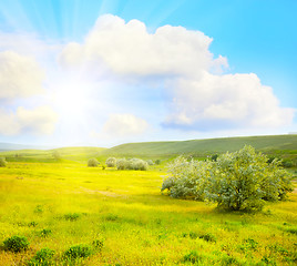 Image showing Field in Crimea