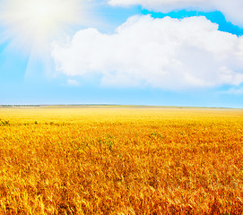 Image showing Yellow field in Crimea