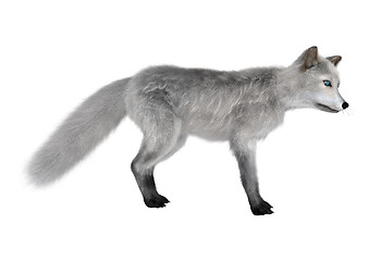 Image showing Arctic Fox