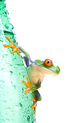 Image showing tree frog on water bottle isolated