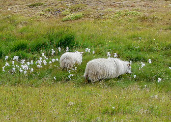 Image showing Icelandic sheep in Iceland