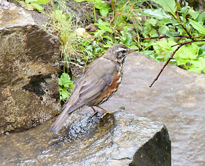 Image showing bird in celand