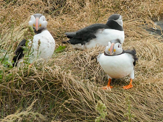 Image showing Atlantic puffin