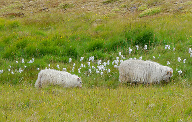 Image showing Icelandic sheep in Iceland