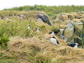 Image showing Atlantic puffin