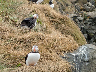 Image showing Atlantic puffin