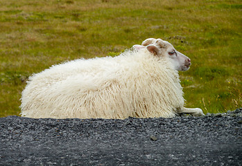 Image showing Icelandic sheep in Iceland