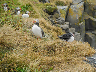 Image showing Atlantic puffin