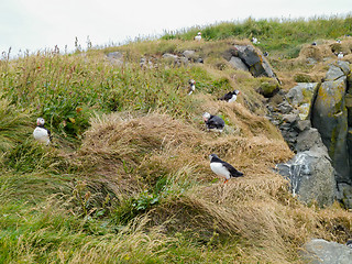 Image showing Atlantic puffin
