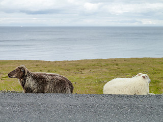 Image showing Icelandic sheep in Iceland