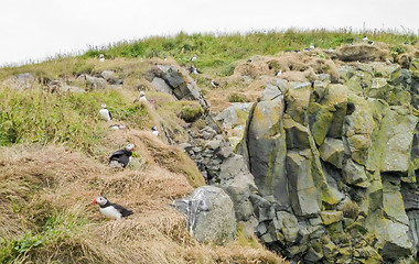 Image showing Atlantic puffin