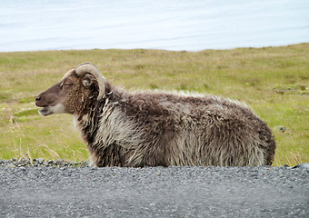 Image showing Icelandic sheep in Iceland