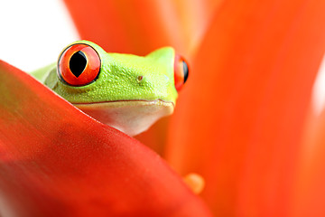 Image showing red-eyed tree frog on plant