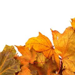 Image showing Autumn dried maple-leafs 