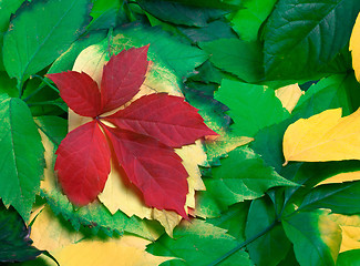 Image showing Background of multicolor autumnal leafs