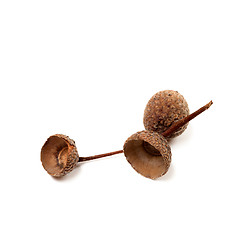 Image showing Empty autumn acorn hats