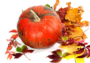 Image showing Red ripe pumpkin and multicolor autumn leaves