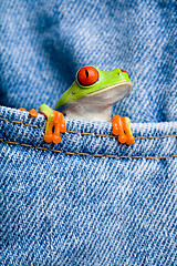 Image showing frog in pocket