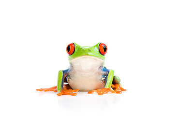 Image showing frog isolated on white