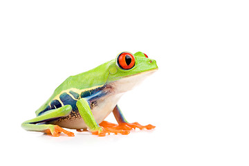 Image showing red-eyed tree frog isolated on white