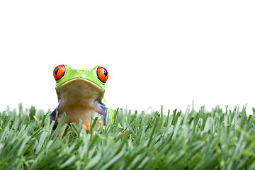 Image showing red-eyed tree frog in grass isolated