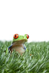 Image showing red-eyed tree frog in grass