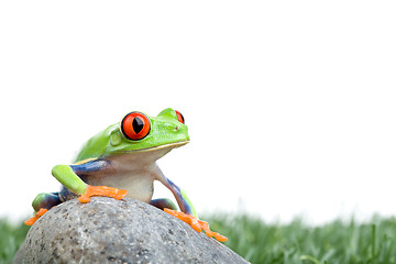 Image showing red-eyed tree frog on rock