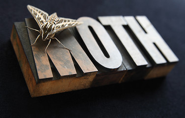 Image showing Sphinx moth on old wood type word