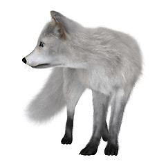 Image showing Arctic Fox