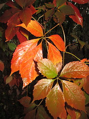 Image showing Autumn leafs