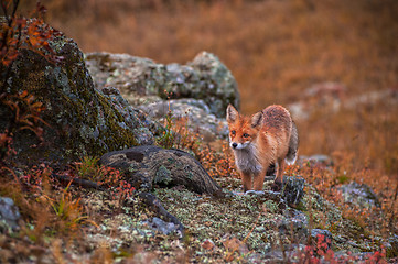 Image showing Red fox 