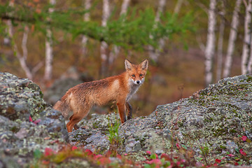 Image showing Red fox 