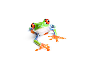 Image showing frog closeup isolated on white