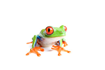 Image showing red-eyed tree frog isolated on white