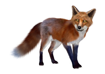 Image showing Red Fox