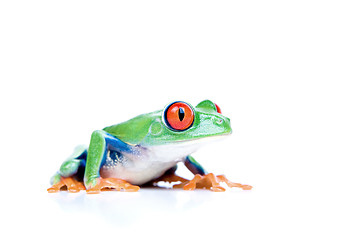 Image showing red-eyed tree frog