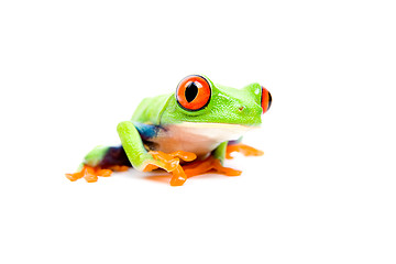 Image showing frog closeup on white