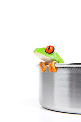 Image showing red-eyed tree frog in cooking pot