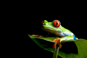 Image showing frog on a leaf isolated black