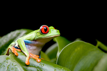 Image showing red-eyed tree frog on plant