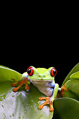 Image showing frog on plant isolated black