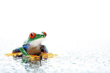 Image showing frog with water droplets