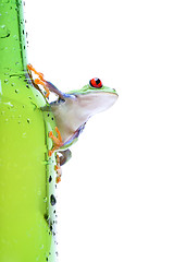 Image showing frog on glass isolated white