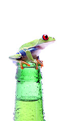 Image showing frog with bottle isolated on white