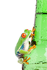 Image showing red-eyed tree frog on bottle isolated