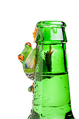 Image showing frog on a bottle isolated on white