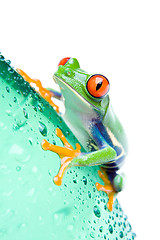 Image showing frog on bottle isolated white