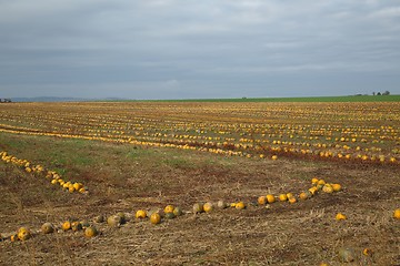 Image showing Pumpkin ield