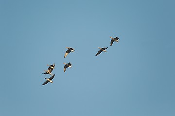 Image showing Geese Flying